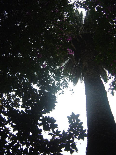 ALTURA