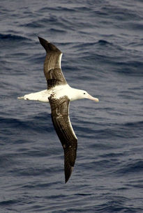 Vuelo sobre el mar...