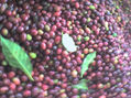cafe colombiano