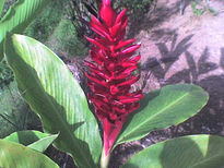 El jardin de mi abuela