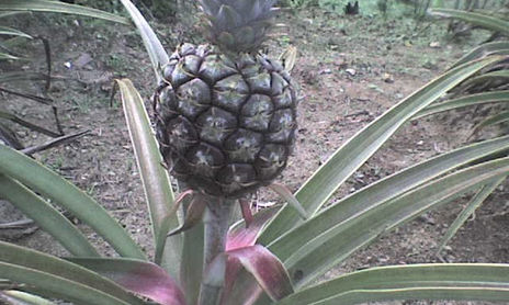 el frutal de la abuela
