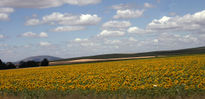 Campo de Girasoles