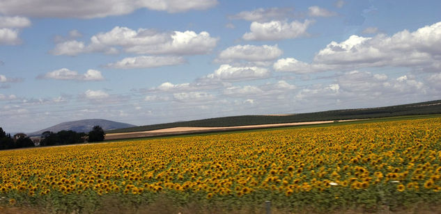 Campo de Girasoles 