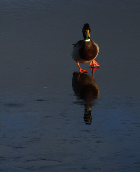 Pato refeljado Naturaleza Color (Digital)