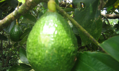 los frutos de la abuela