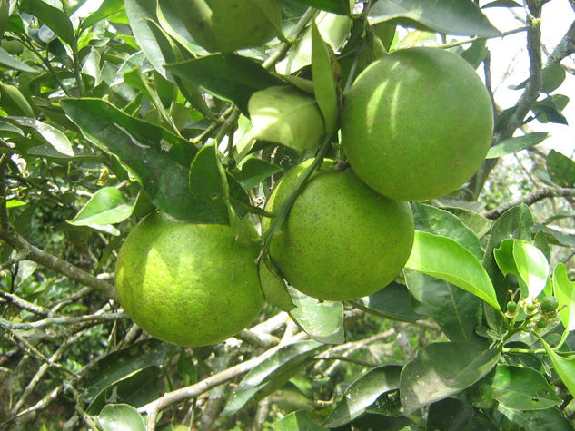 los frutos de la abuela 