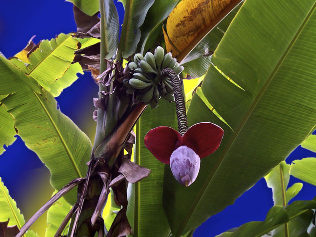 Banana Fantasy Nature Color (Digital)