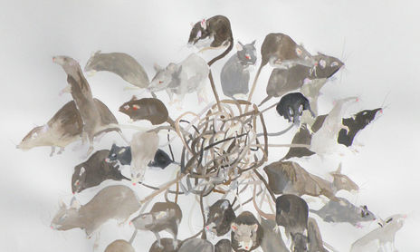 Rat Kings