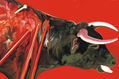 Toro M fin (Serie: “De toros y otras capas”)