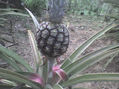 los frutos de mi abuela