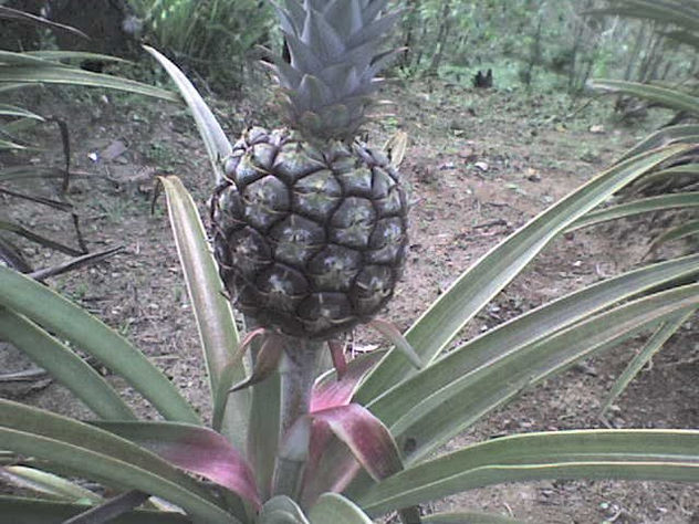 los frutos de mi abuela