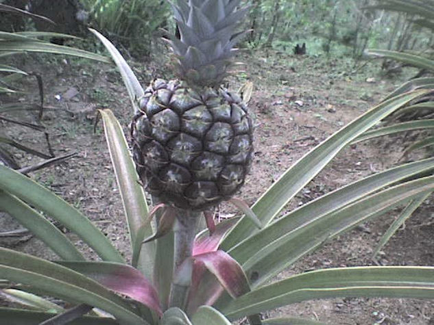 los frutos de mi abuela 