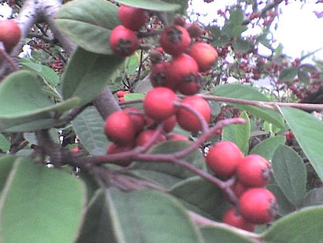 los frutos de la abuela 