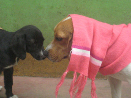 Las mascotas de mis...