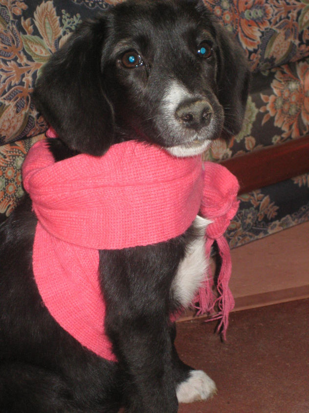 las mascotas de mis hijas