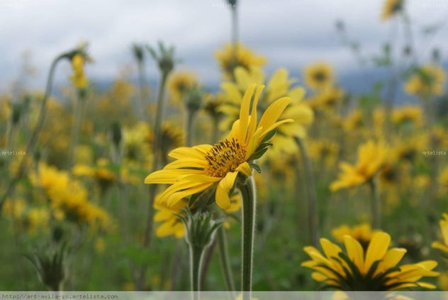 FLORES DEL CAMPO (block abundancia)