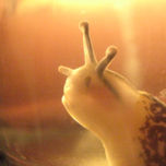 2009 thumbnail 1