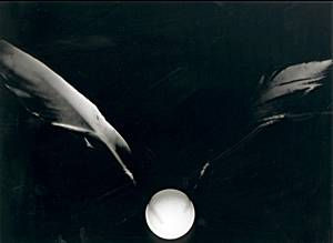 Plumas