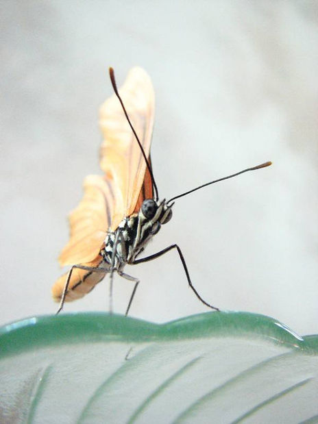 Mariposa