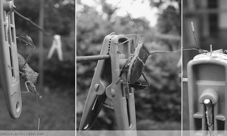 Naturaleza en Blanco y negro