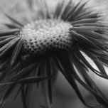 Naturaleza en Blanco y negro thumbnail 1
