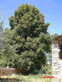 Árbol de Tila