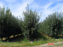 El Bierzo manzanos