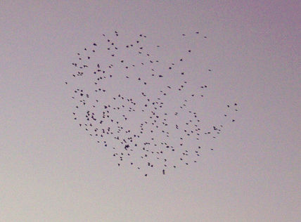 Hearth fly