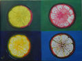 Limones pop