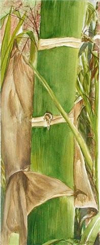 Guadua 1