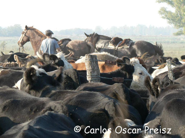 VACAS EN EL CORRAL 2 Nature Color (Digital)