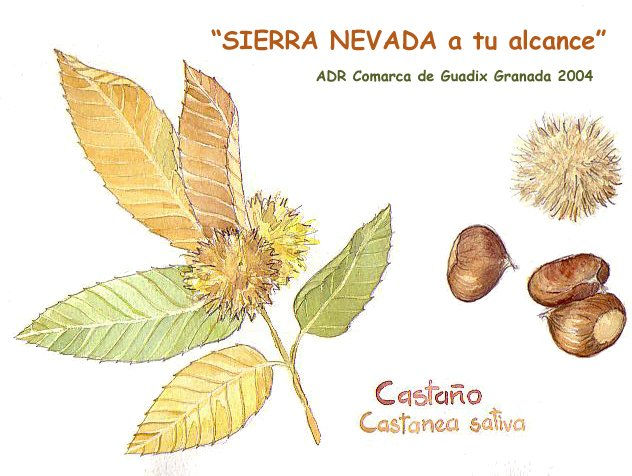 castaño Acuarela Papel Floral