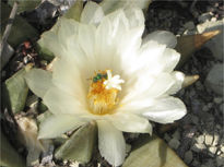 Flor de Ariocarpus...