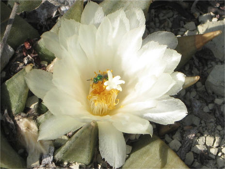 Flor de Ariocarpus...