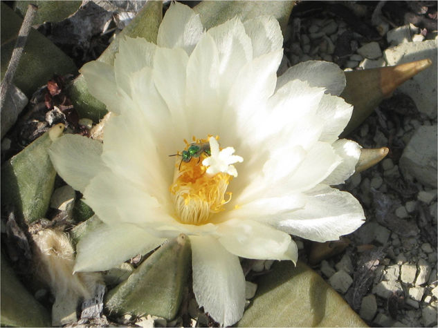 Flor de Ariocarpus retosus con polinizador Nature Color (Digital)