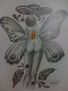 METAMORFOSIS CARIBE