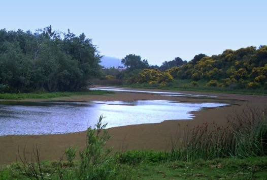 PAISAJE, arroyo,  arboles, retamas prox  a  Piriapolis,  Uruguay Naturaleza Color (Digital)