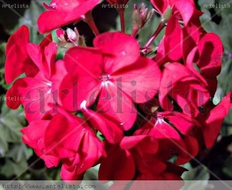 Flor de  geranio  rojo