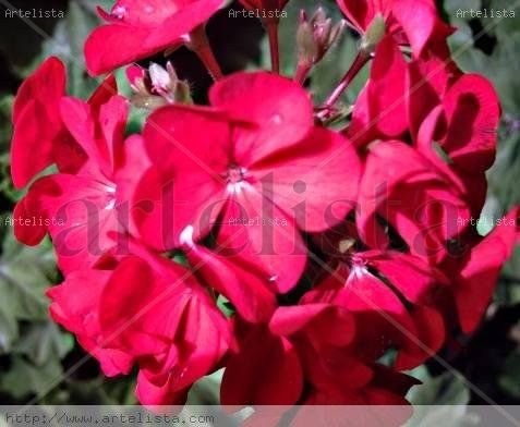 FLOR DE  GERANIO  ROJO Naturaleza Color (Digital)