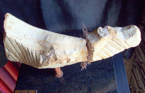 Metamorfosis