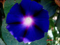 Campanilla azul