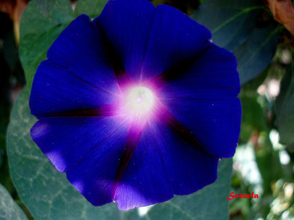 Campanilla azul