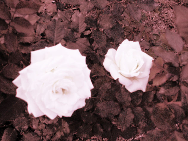 rosas
