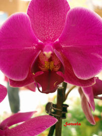 Orquídea rosa