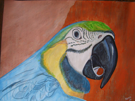 Guacamayo
