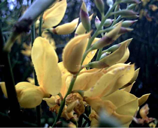 FOTOGRAFIA  DE    FLOR  DE  RETAMA Nature Color (Digital)