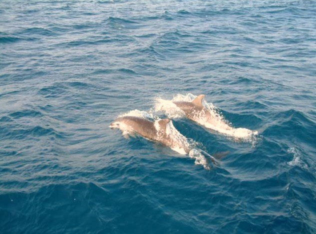 PAREJA DE DELFINES - MAR DE ITALIA Viajes Color (Digital)