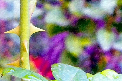 El otoño de las rosas