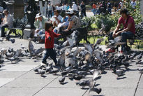 Niño de las palomas