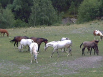 Caballos